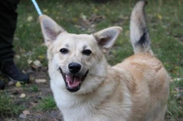 Josie, aktive, freundliche Junghündin