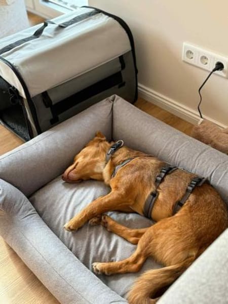 Zarte Kathi sucht liebevolles Zuhause