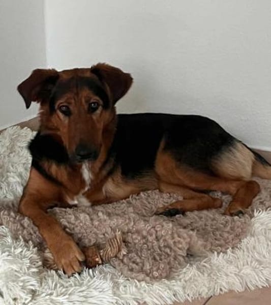 Naya - mit drei beinen ins Glück?