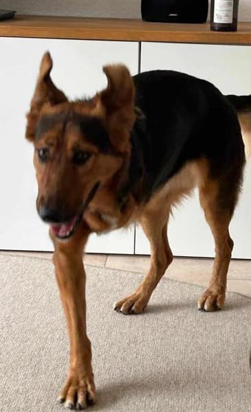 Naya - mit drei beinen ins Glück?