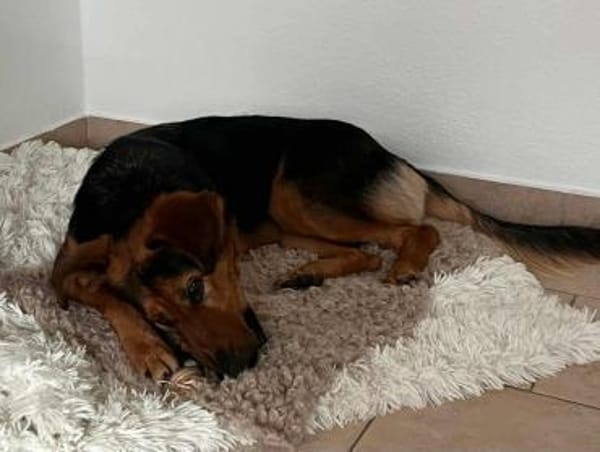 Naya - mit drei beinen ins Glück?