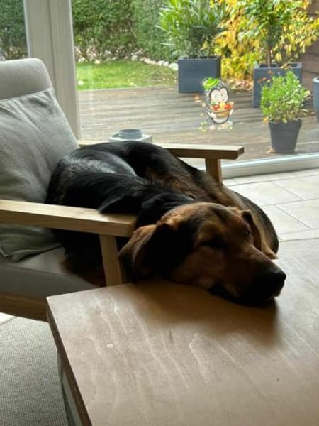 Naya - mit drei beinen ins Glück?