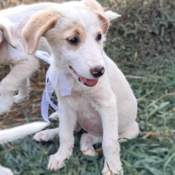 Welpe Marta - Ulknudel - VORGEMERKT