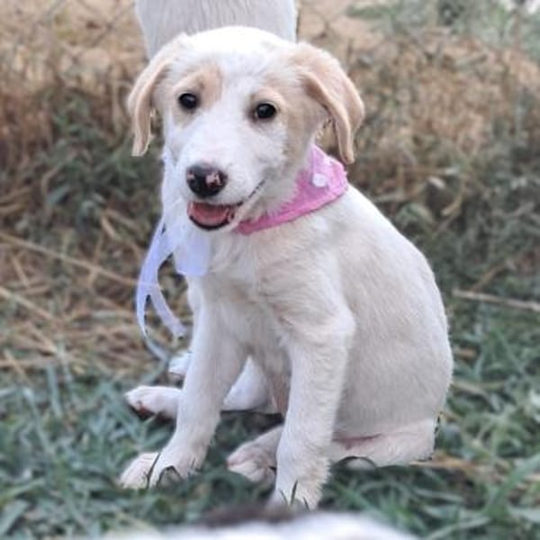 Welpe Marta - Ulknudel - VORGEMERKT