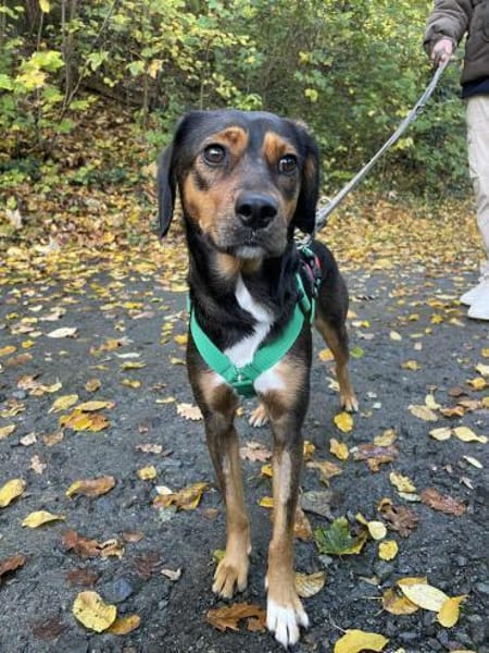 Sanfte Emma sucht ihr zuhause