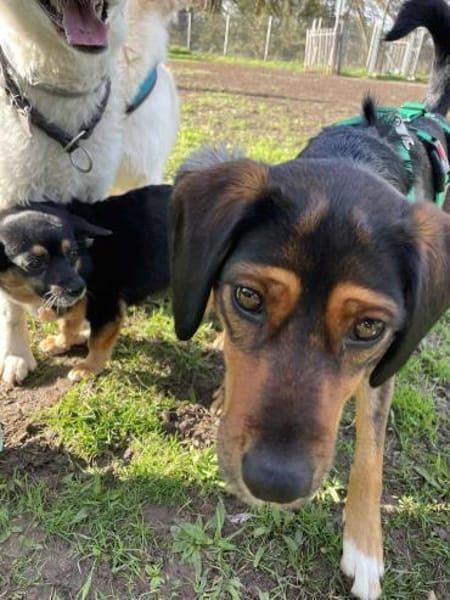 Sanfte Emma sucht ihr zuhause