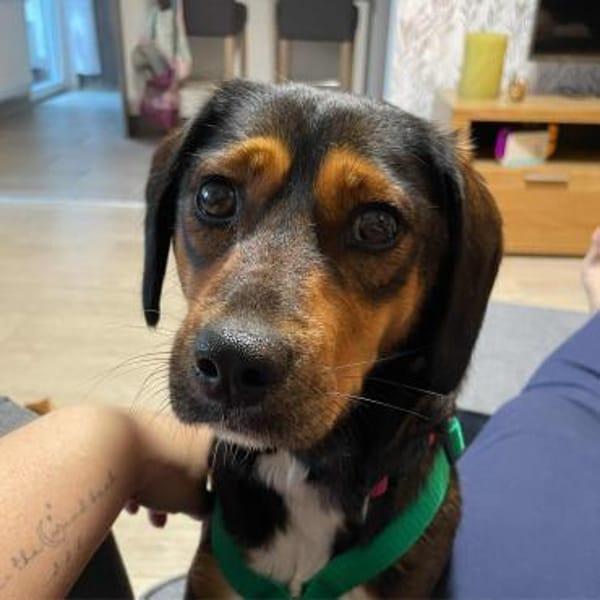 Sanfte Emma sucht ihr zuhause