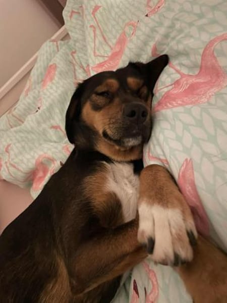 Sanfte Emma sucht ihr zuhause