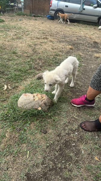 Joy, auf der Suche nach dem Glück