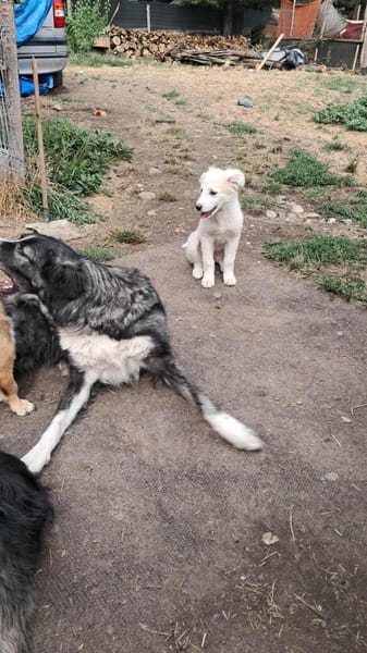 Joy, auf der Suche nach dem Glück