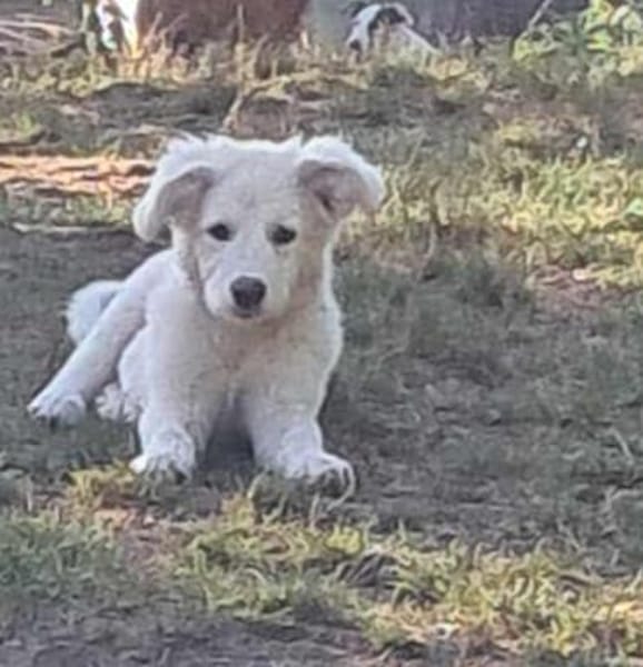 Joy, auf der Suche nach dem Glück