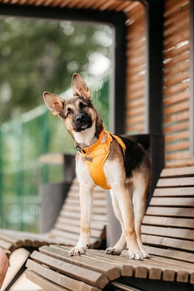 Besondere Deya sucht perfektes Zuhause