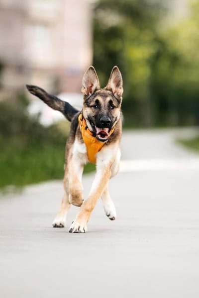 Besondere Deya sucht perfektes Zuhause