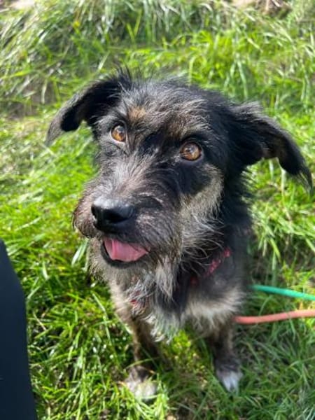 Schwänzchenwedelnd ins Glück - Polly