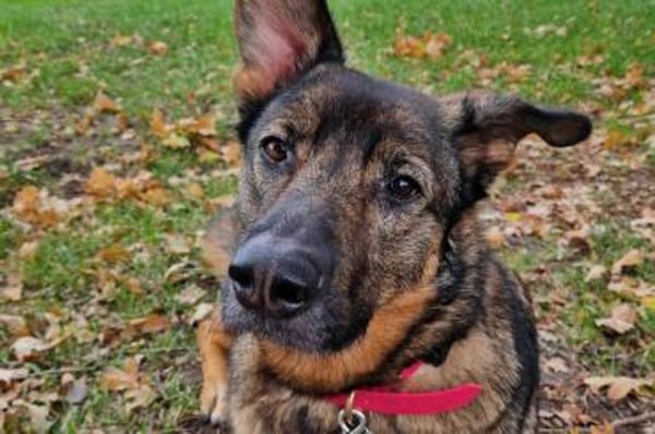 Schäfi-Mix Nelli in 25474 Bönningstedt