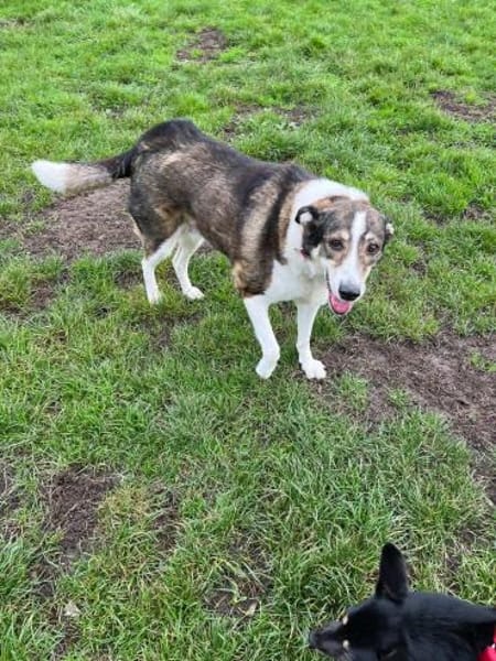 Liebe JILL sucht ihr Zuhause