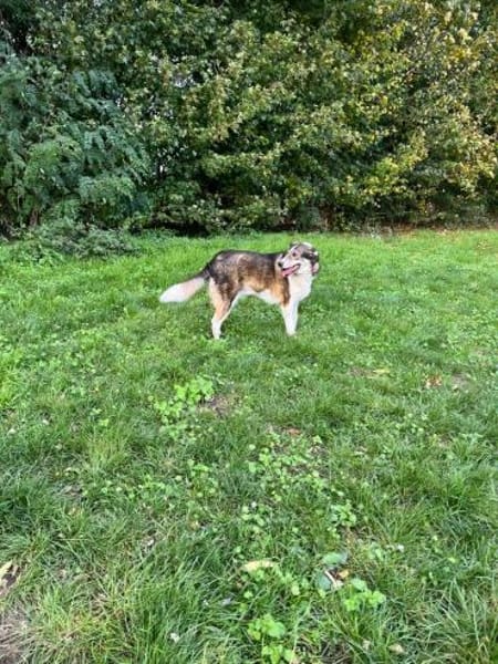 Liebe JILL sucht ihr Zuhause