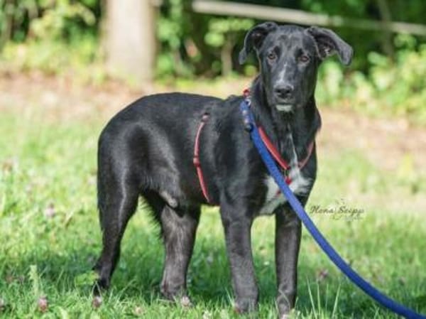 Pico sucht ein Zuhause