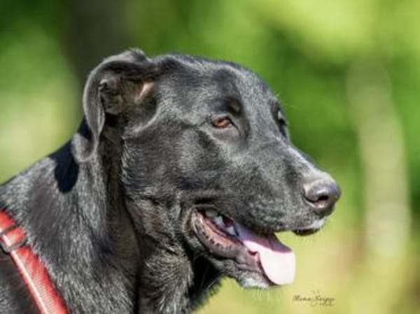 Pico sucht ein Zuhause