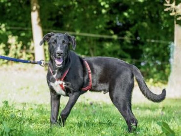 Pico sucht ein Zuhause