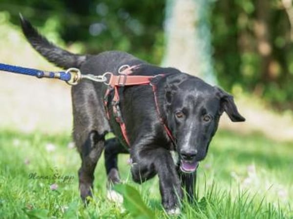 Pico sucht ein Zuhause