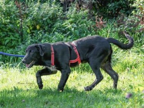 Pico sucht ein Zuhause