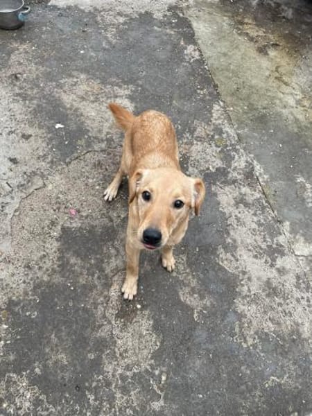 DEBBIE - geb. ca. 11/2023 - Mischling