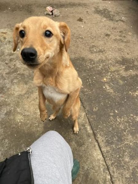 DEBBIE - geb. ca. 11/2023 - Mischling