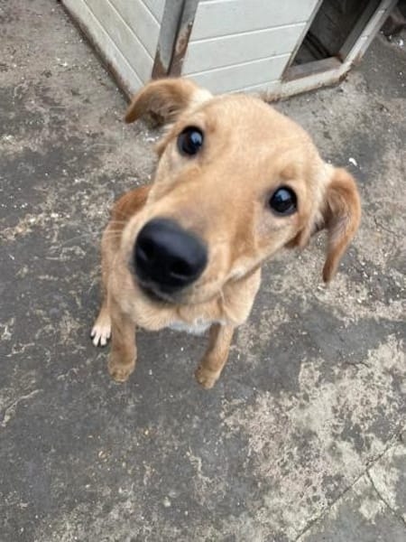 DEBBIE - geb. ca. 11/2023 - Mischling