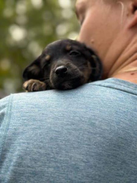 Constantin, fröhlicher Hundejunge, 3M