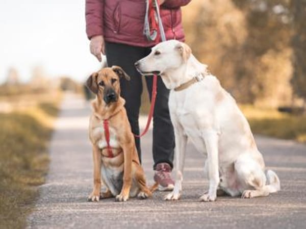 Wer schenkt Dalila ihr Traumzuhause?