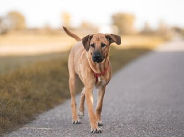 Wer schenkt Dalila ihr Traumzuhause?