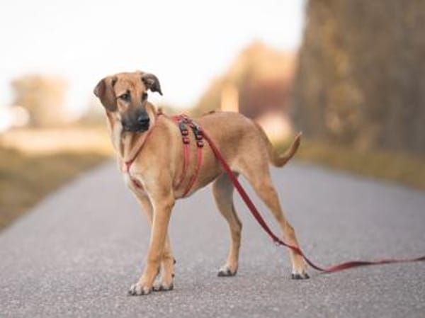 Wer schenkt Dalila ihr Traumzuhause?