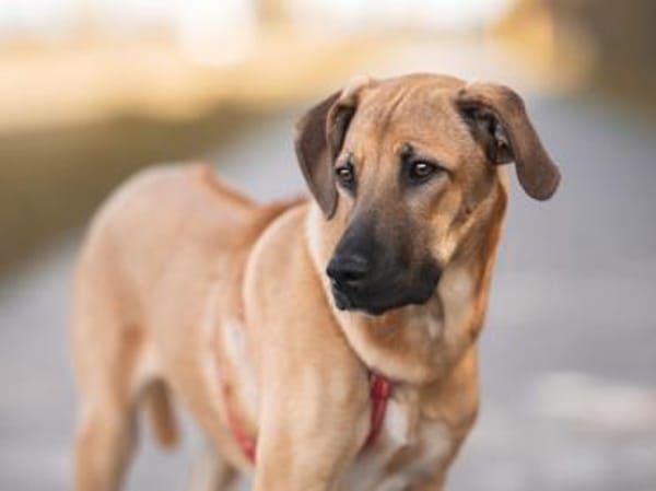 Wer schenkt Dalila ihr Traumzuhause?