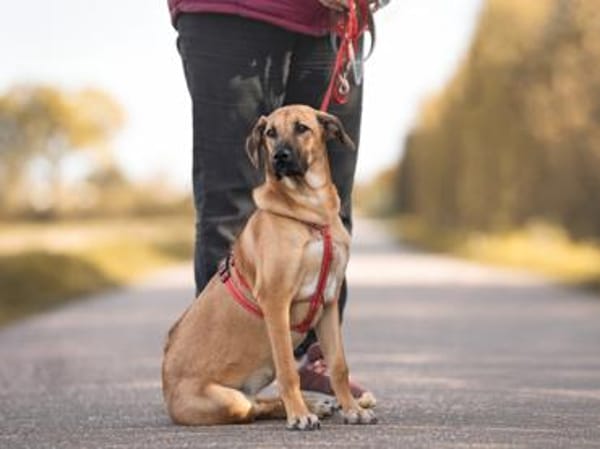 Wer schenkt Dalila ihr Traumzuhause?