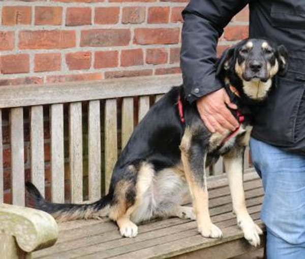 Romi ist sehr anhänglich + verschmust