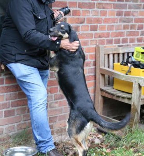 Romi ist sehr anhänglich + verschmust