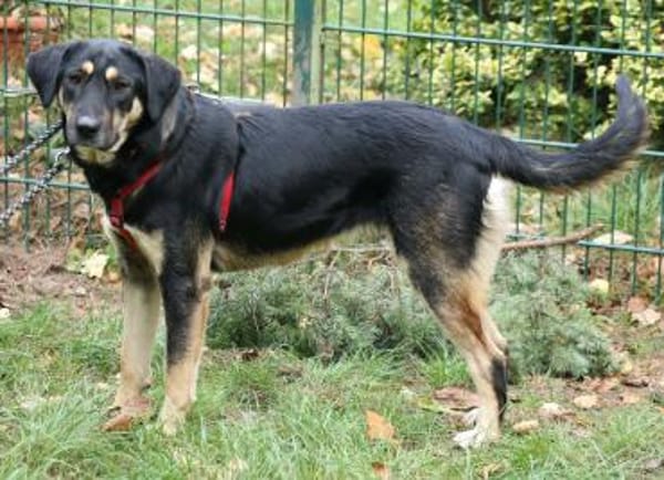 Romi ist sehr anhänglich + verschmust