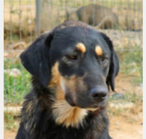 Romi ist sehr anhänglich + verschmust