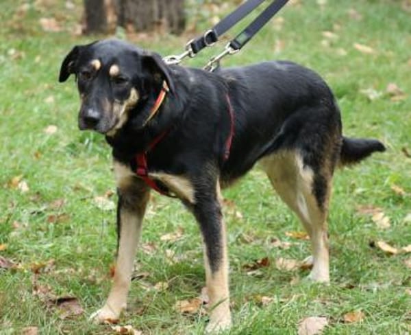 Romi ist sehr anhänglich + verschmust