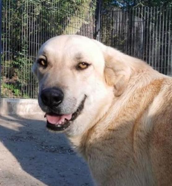 Fröhlicher, freundlicher Fermin sucht