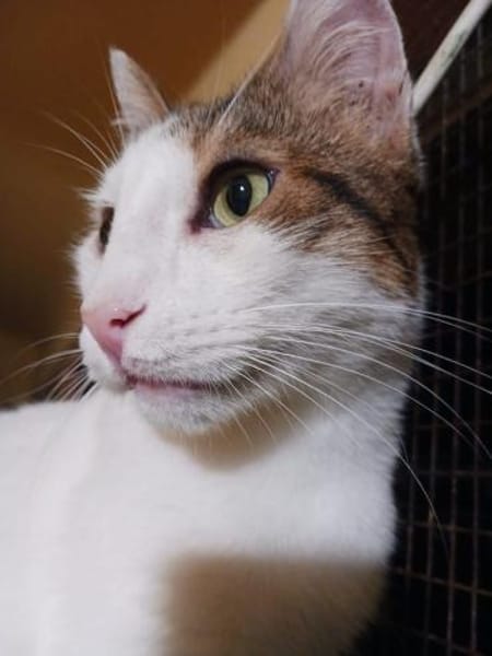 Lunos, verschmuster Entdecker, ca. 3 J