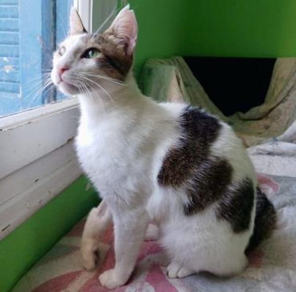 Lunos, verschmuster Entdecker, ca. 3 J