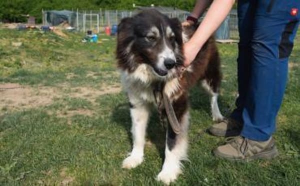 Der tolle Joey sucht dich!