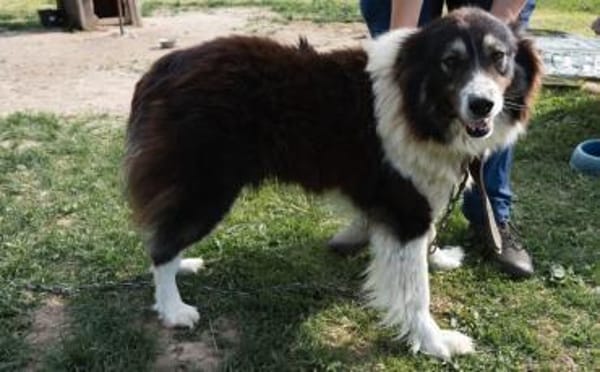 Der tolle Joey sucht dich!