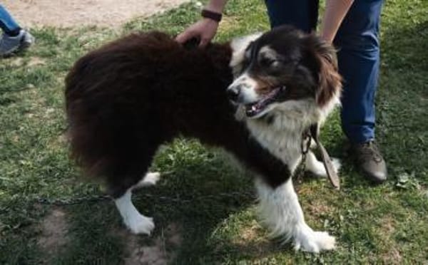 Der tolle Joey sucht dich!