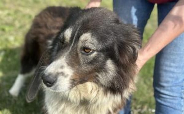 Der tolle Joey sucht dich!