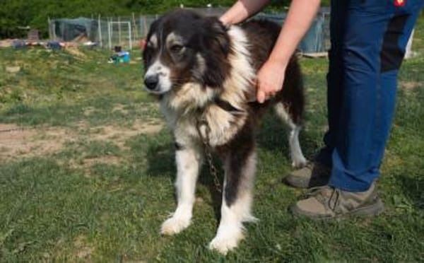 Der tolle Joey sucht dich!