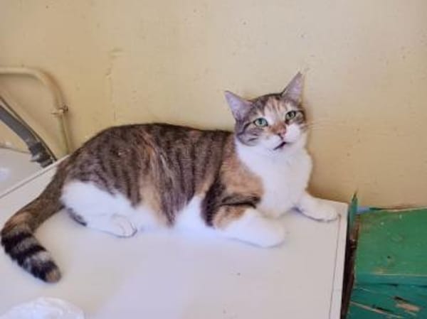 Lucky, ausgeglichene Katzenlady, ca. 5 J