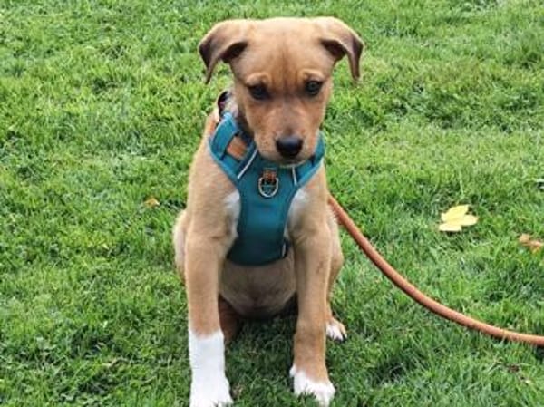 Darf Conni zu Ihnen gehören?